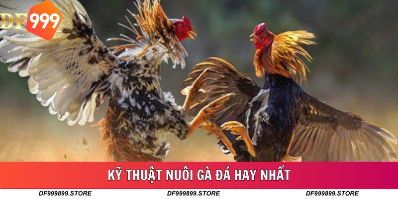 Kỹ Thuật Nuôi Gà Đá Hay Nhất: Bí Quyết Chăm Sóc Gà Chiến