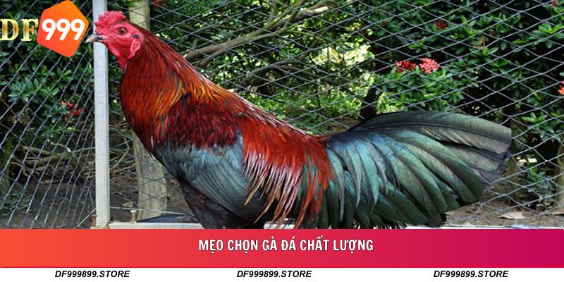 Mẹo Chọn Gà Đá Chất Lượng: Hướng Dẫn Từ A đến Z